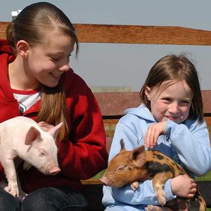 Hardy's Animal Farm